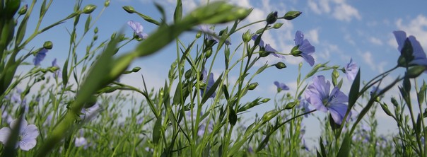 L’été à Gisacum : tout un programme !